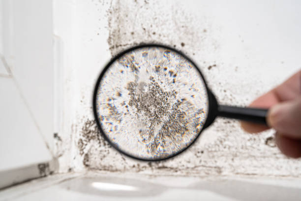 Professional Mold Remediation in Fox River Grove, IL